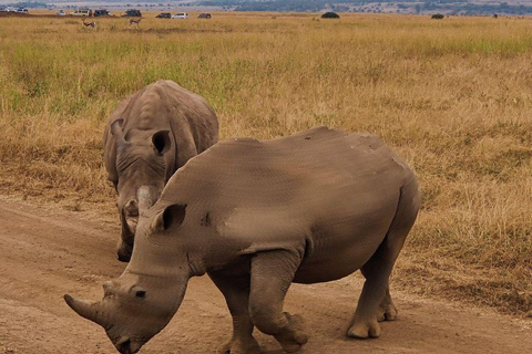 Nairobi National Park: Early Morning or afternoon adventure Early morning game drive in a Landcruiser JEEP