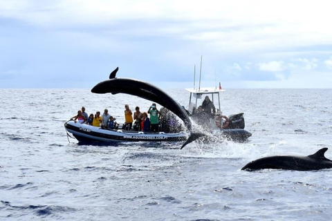 Insel Pico: Azoren Wal- und Delfinbeobachtung mit dem Zodiacboot