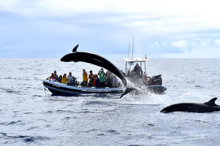 Isla del Pico: avistamiento de ballenas y delfines en las Azores en bote zodiac