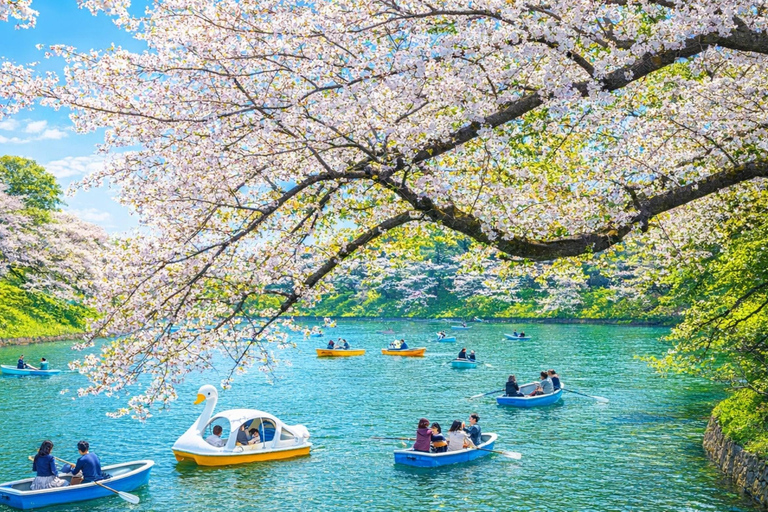 Tokyo Cherry Blossom Day Tour: Asakusa,Chidorigafuchi & Ueno 【Standard】English Guided Sightseeing Tour