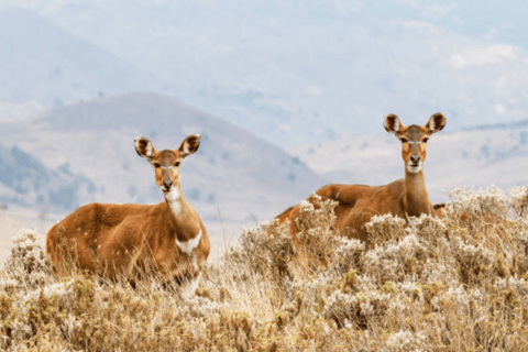 Addis Ababa: 6-Day Abijata Shalla NP & Bale Mountains Tour