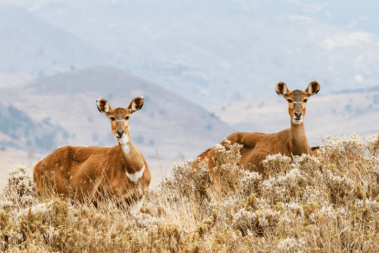 Addis Ababa: 6-Day Abijata Shalla NP & Bale Mountains Tour