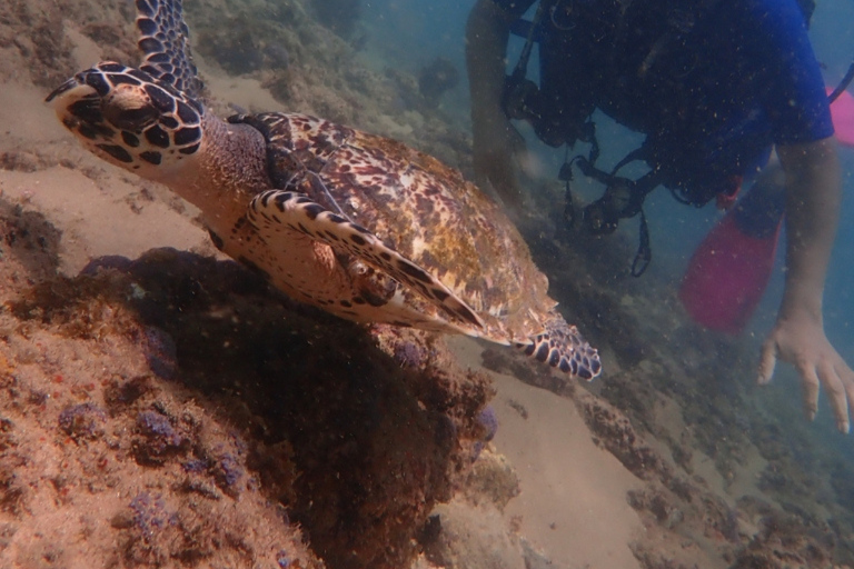 Dive in Corals at Porto da Barra Beach in Salvador-Bahia Beach diving in Corais
