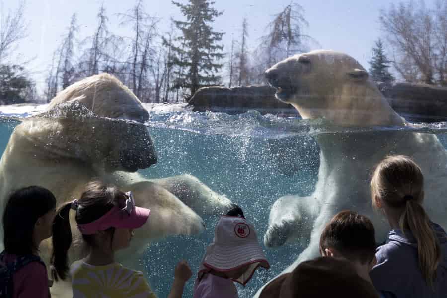 Eintrittskarte für den Calgary Zoo des Wilder Institute. Foto: GetYourGuide Eintrittskarte für den Calgary Zoo des Wilder Institute. Foto: GetYourGuide