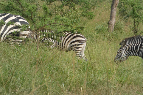 Uganda: 12-dniowe luksusowe safari z trekkingiem goryli