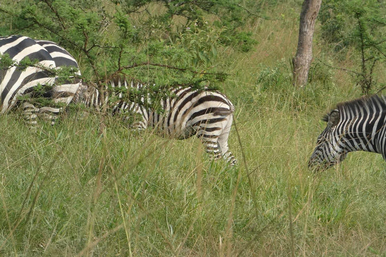 Kigali: Akagera National Park Safari dagsutflykt