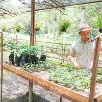 From Bogotá, Coffee Farm and Tequendama Falls Tour - Housity