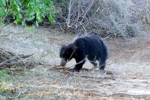 Yala safari med tush, med upphämtning från Ella och släpp vid Tangalle