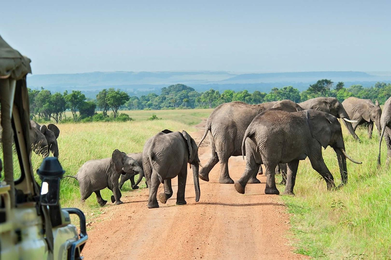 From Zanzibar: Selous Game Reserve Full-Day Safari