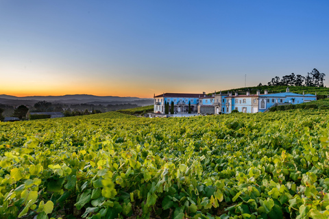 Granbazán Winery: Guided Tour and Wine Tasting Bodegas Granbazán: Visita Guiada y Cata de Vinos (Español)