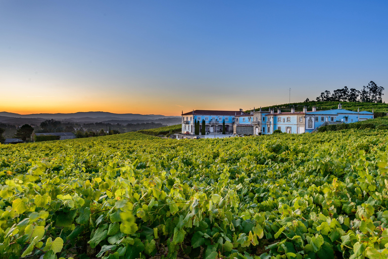 Granbazán Winery: Guided Tour and Wine Tasting Bodegas Granbazán: Visita Guiada y Cata de Vinos (Español)