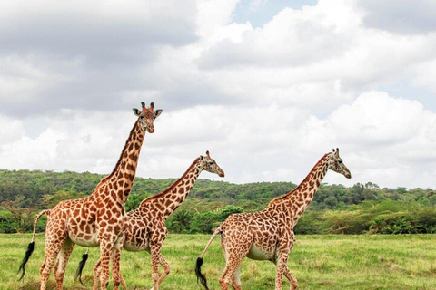 From Nairobi: Maasai Mara Fly-In Safari with Picnic