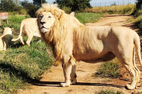 From Johannesburg: Rhino & Lion Nature Reserve Safari Tour