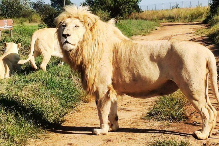 From Johannesburg: Rhino & Lion Nature Reserve Safari Tour