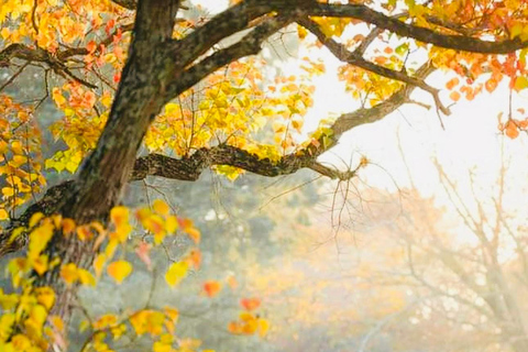 Tokyo: Kyoto & Nara Private Tour with Hotel Pickup