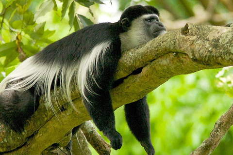 Arusha National Park Tagesausflug