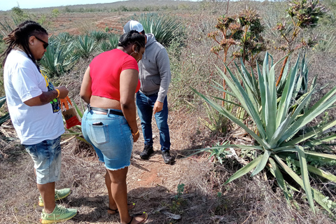 Mazatlan: Mezcal Factory Tour with Tasting and Lunch