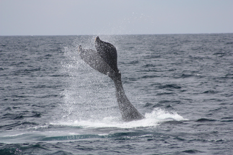 Cabo San Lucas: Whale Watching Tour with Breakfast