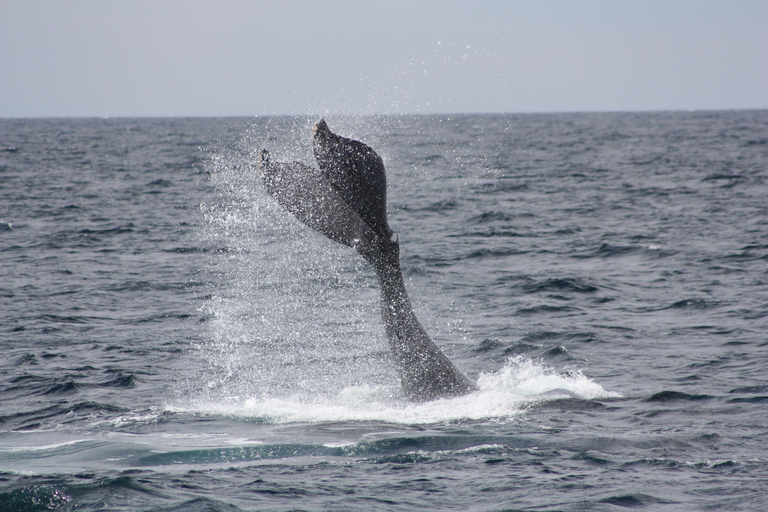 Cabo San Lucas: Whale Watching Tour with Breakfast