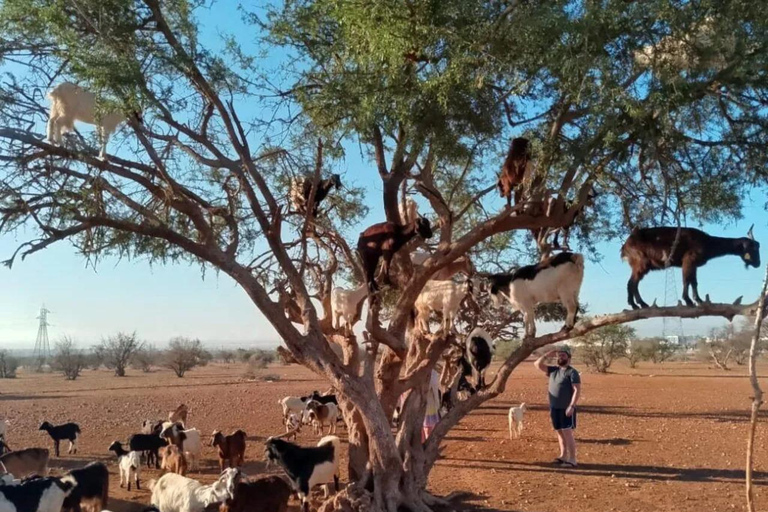 Agadir: Discover Argan Tree-Climbing Goats on a Morning Tour Pickup From Taghazout