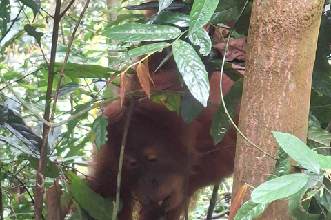 Bukit Lawang: Jungle Trek, River Tubing, and Village Tour