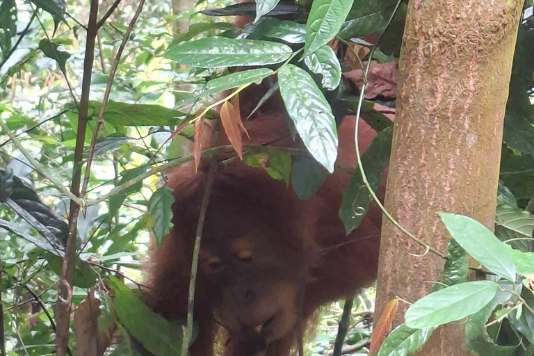 Bukit Lawang: Jungle Trek, River Tubing, and Village Tour