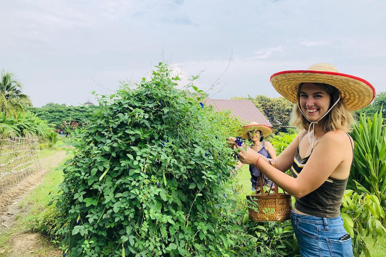 Experiência de culinária tailandesa orgânica em Chiang Mai