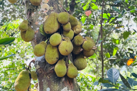 Zanzibar: Jozani-skogen, kryddgård, privat tur i Stenstaden