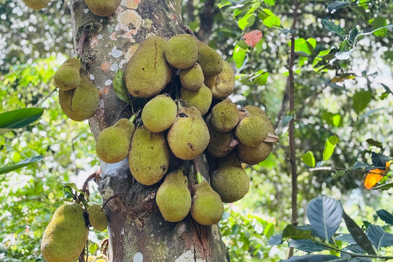 Zanzibar: Jozani-skogen, kryddgård, privat tur i Stenstaden