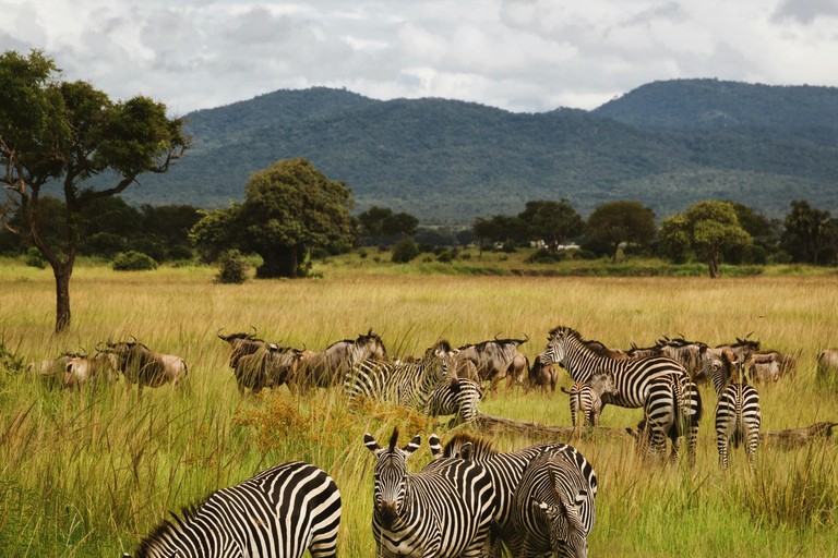 Mwea National Reserve Full-Day Safari from Nairobi