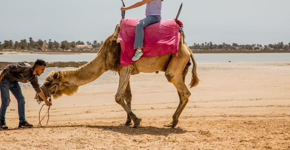 Djerba 1H30 Camel ride