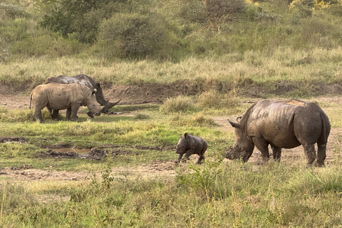 Nairobi Park Safari, Sheldrick's Orphanage & Giraffe Center Shared Drive in Open-Roof Van Game Drive