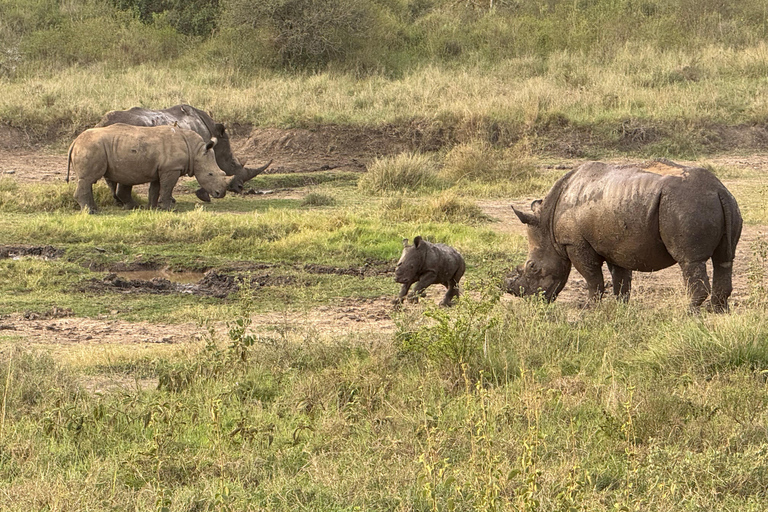 Nairobi Park Safari, Sheldrick's Orphanage & Giraffe Center Shared Drive in Open-Roof Van Game Drive