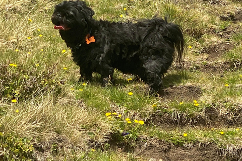 Innsbruck: Sunrise tour on the Patscherkofel Innsbruck: Sunrise tour to a summit (Serles/Kofel/Glungezer)