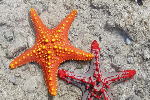 Zanzibar: Prison Island, Nakupenda Beach, & Stone Town Tour