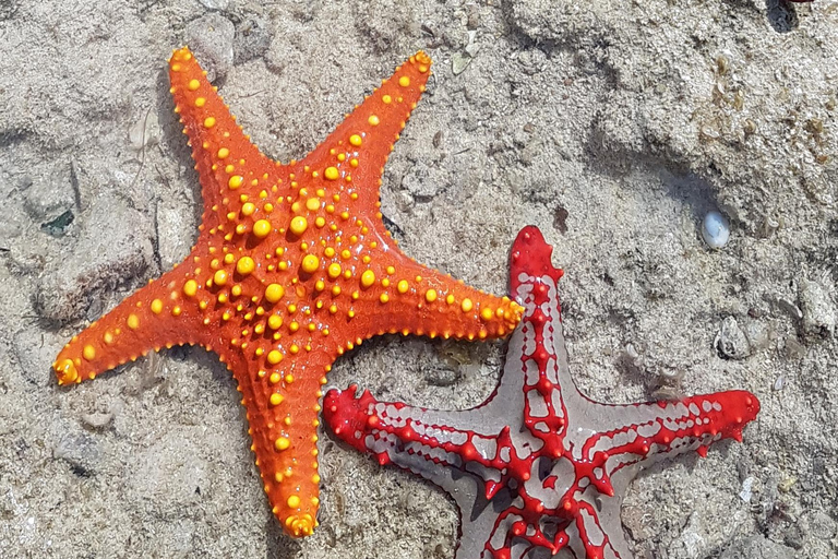 Zanzibar: Prison Island, Nakupenda Beach, & Stone Town Tour