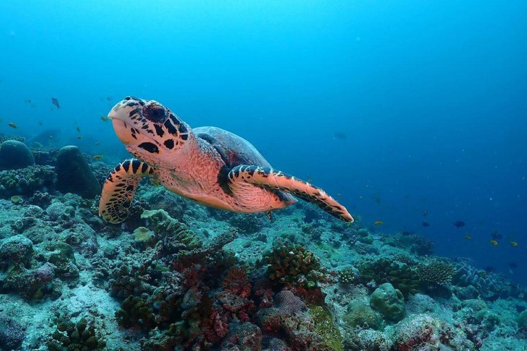 Ilha de Mnemba com almoço, nado com tartarugas, praia de Kendwa