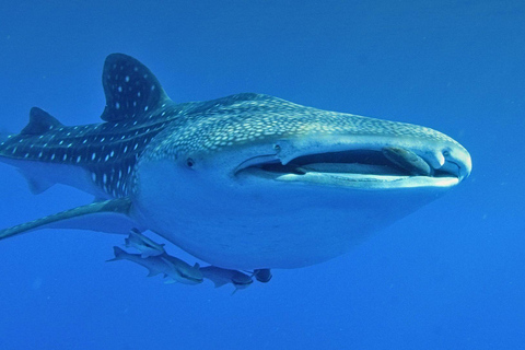 Zanzibar: Mafia Island Whale Shark Day Trip from Zanzibar