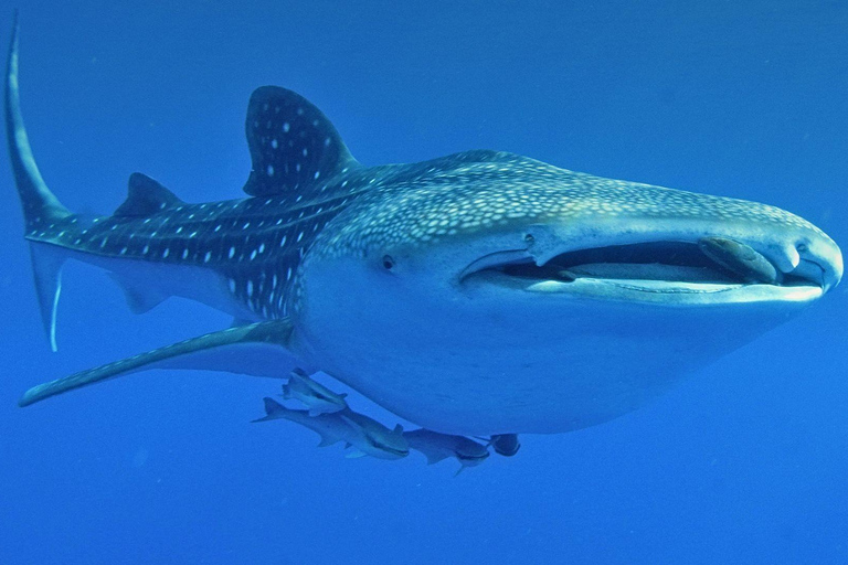 Zanzibar: Mafia Island Whale Shark Day Trip from Zanzibar Private tour