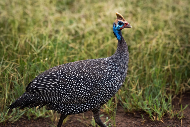 Nairobi: passeio de meio dia no Parque NacionalNairobi: tour privado de meio dia no Parque Nacional