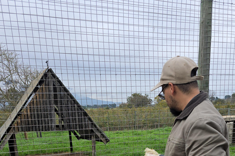 Cheetah, Giraffes Encounter, lion's park, and Wine Tasting