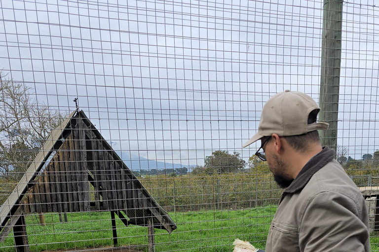 Cheetah, Giraffes Encounter, lion's park, and Wine Tasting