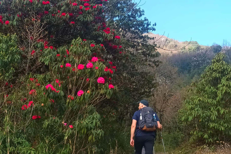 Sandakphu Singalila Ridge Trek - 6 Tage