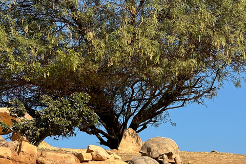 Agadir: Goats on Trees & Crocoparc Tour Goats on Trees & Crocoparc – Entry Ticket Included
