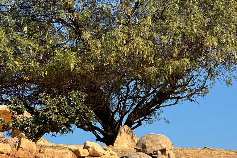 Agadir: Goats on Trees & Crocoparc Tour Goats on Trees & Crocoparc – Entry Ticket Included