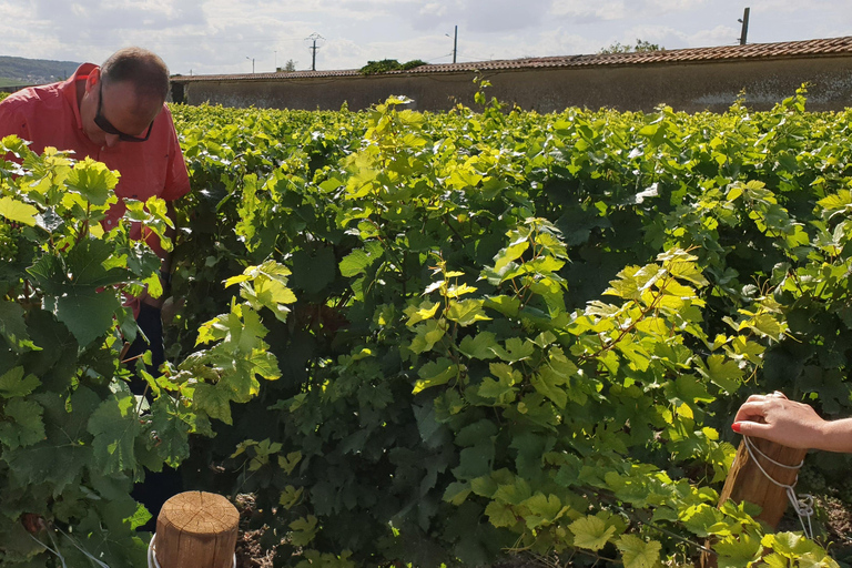 Reims : Entdeckungstour Kleine Produzenten Champagner Tagestour