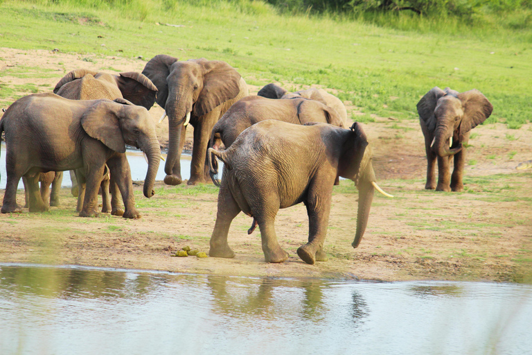 Da Johannesburg: Safari di 3 giorni nel Parco Nazionale KrugerTour di gruppo