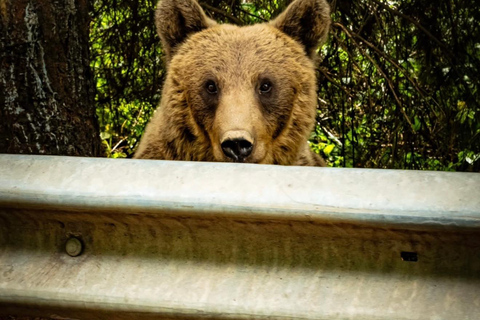 PREMIUM TOUR: Bears Safari on Transfagarasan Road