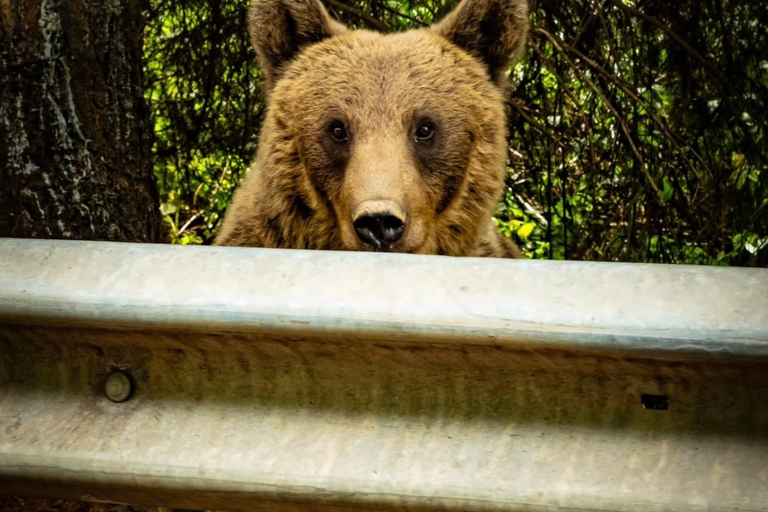 PREMIUM TOUR: Bears Safari on Transfagarasan Road