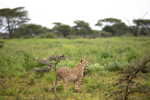 Tanzania: 8-Day Private Safari
